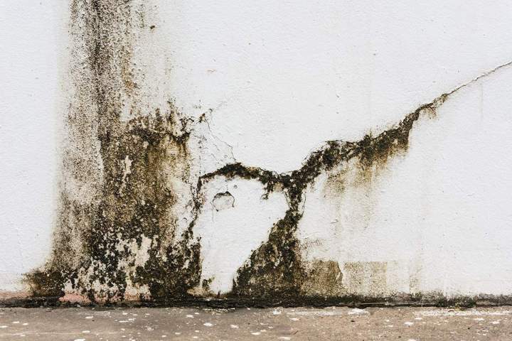 Traitement moisissure mur Île-de-France