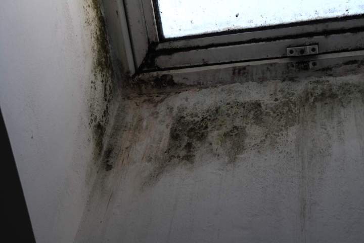 Moisissure sur les murs, Serris