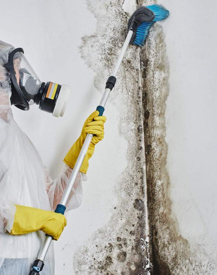 Moisissure mur Île-de-France