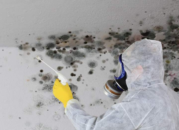 Traitement moisissure mur Île-de-France